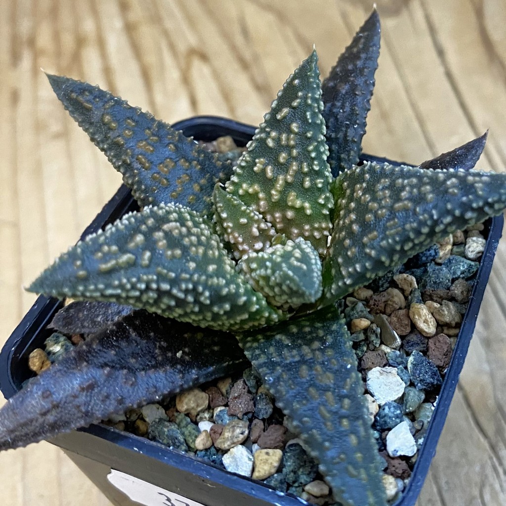 SH37870 Haworthia minima x 'Kintaikyo'