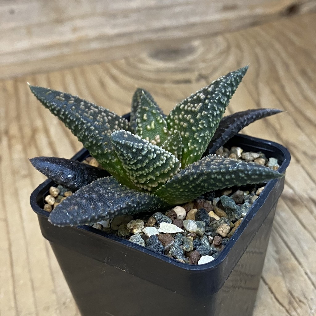 SH37870 Haworthia minima x 'Kintaikyo' - Image 2