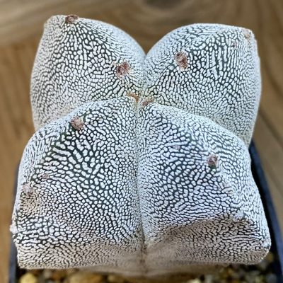 SH37802 Astrophytum myriostigma 'Onzuka' v. quadricostatum, 8 years old