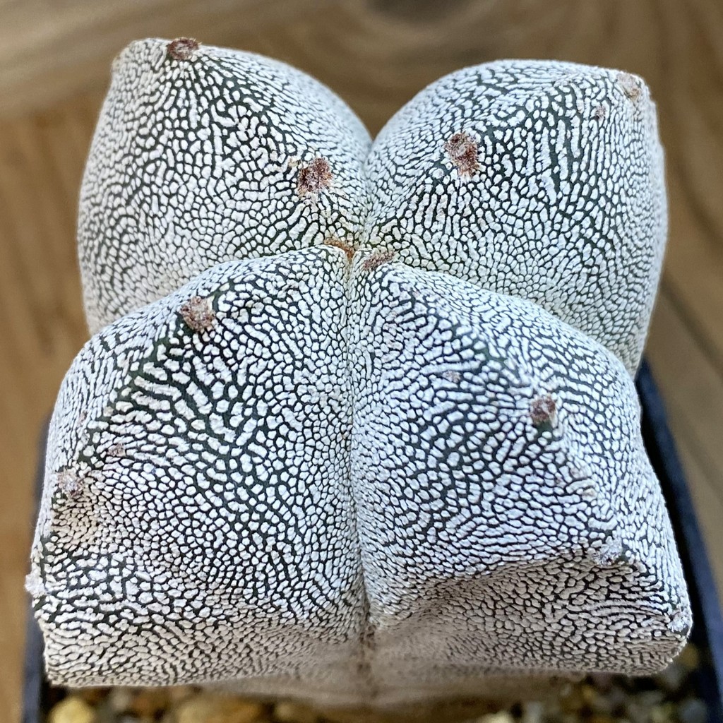 SH37802 Astrophytum myriostigma 'Onzuka' v. quadricostatum, 8 years old
