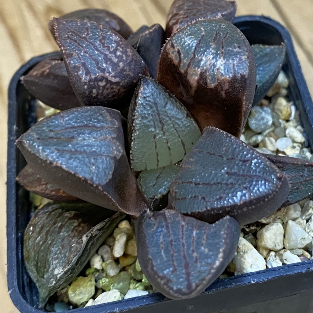 SH37871 Haworthia bayeri hybrid