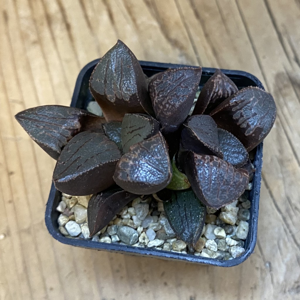 SH37871 Haworthia bayeri hybrid - Image 2