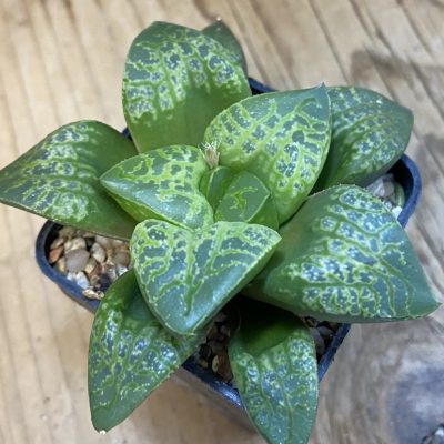 SH37872 Haworthia comptoniana 'Kamen Butokai'