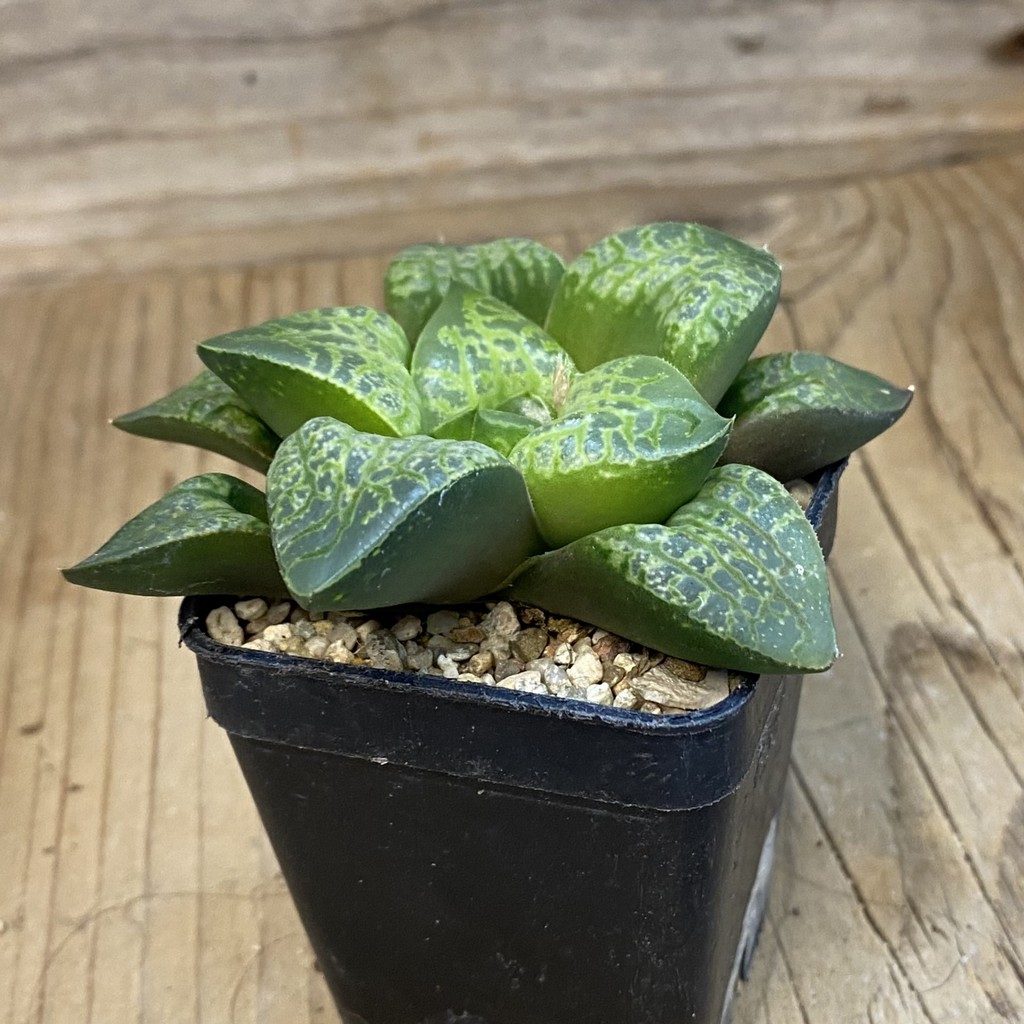 SH37872 Haworthia comptoniana 'Kamen Butokai' - Image 2