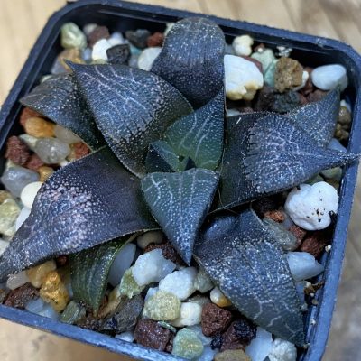 SH37873 Haworthia marxii