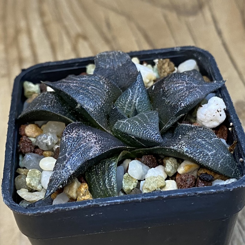 SH37873 Haworthia marxii - Image 2