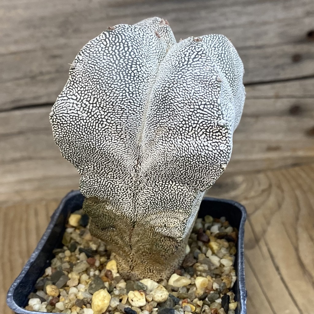 SH37802 Astrophytum myriostigma 'Onzuka' v. quadricostatum, 8 years old - Image 2