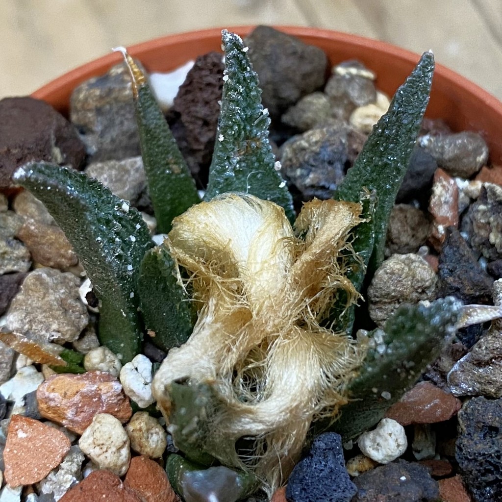 SH37875 Ariocarpus bravoanus -Núñez-