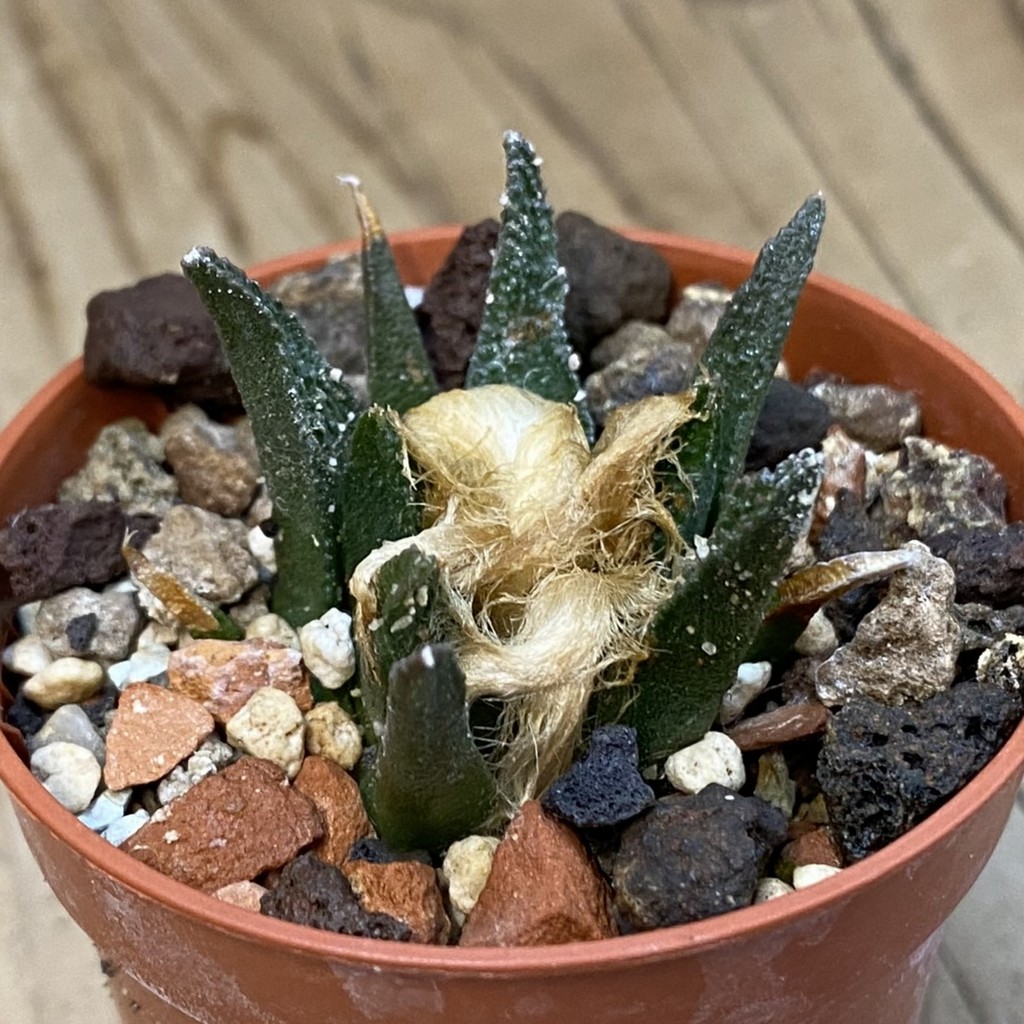 SH37875 Ariocarpus bravoanus -Núñez- - Image 2