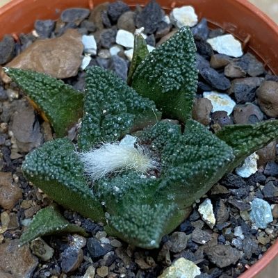 SH37876 Ariocarpus fissuratus v. hintonii