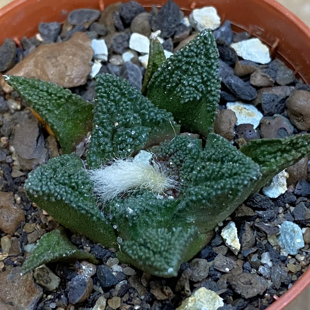 SH37876 Ariocarpus fissuratus v. hintonii