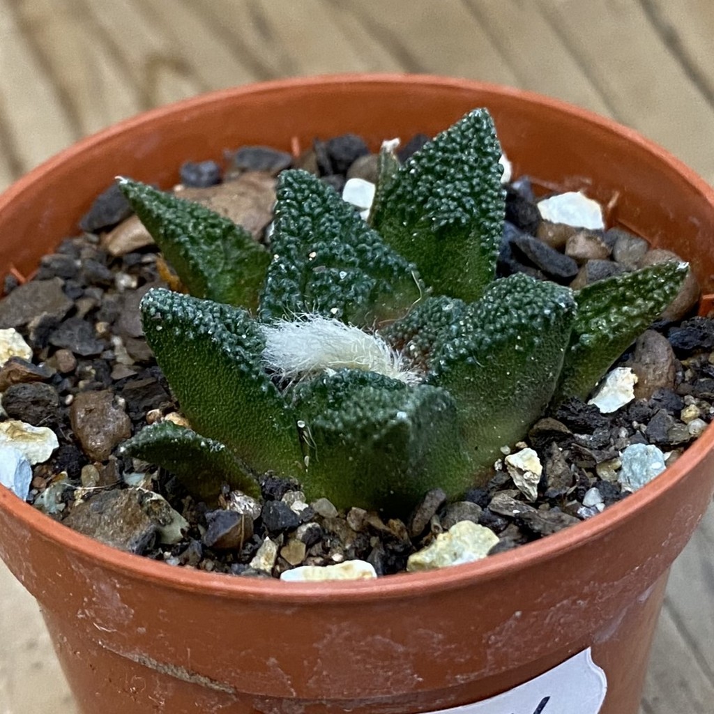 SH37876 Ariocarpus fissuratus v. hintonii - Image 2