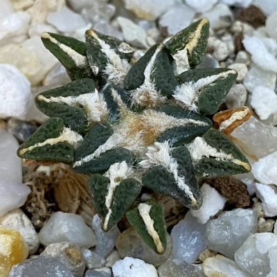 SH37877 Ariocarpus kotschoubeyanus