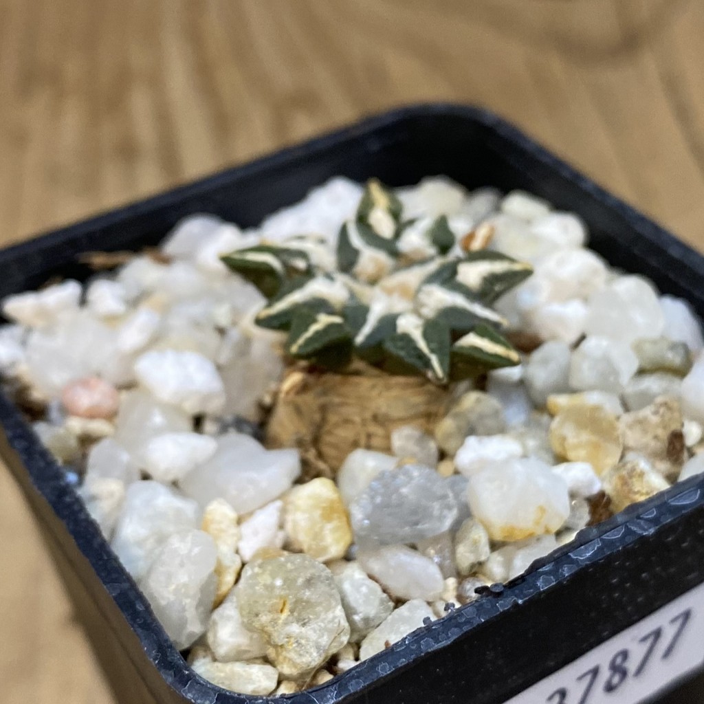 SH37877 Ariocarpus kotschoubeyanus - Image 2