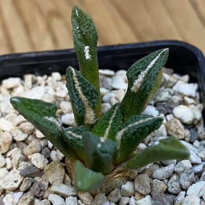 SH37878 Ariocarpus kotschoubeyanus v. elephantidens