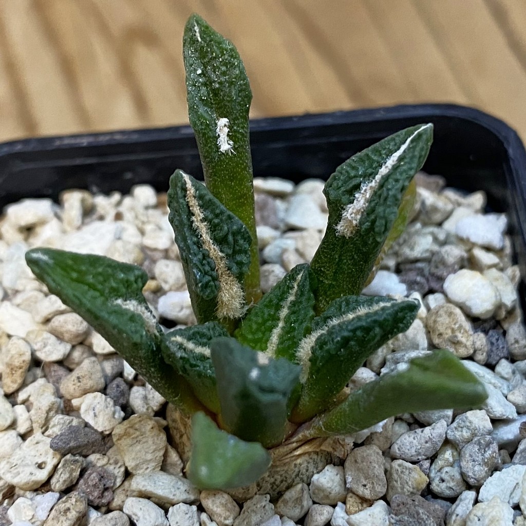 SH37878 Ariocarpus kotschoubeyanus v. elephantidens