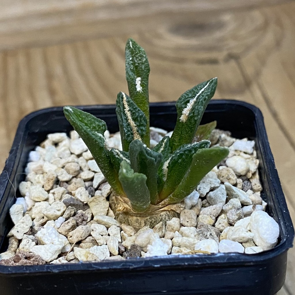 SH37878 Ariocarpus kotschoubeyanus v. elephantidens - Image 2