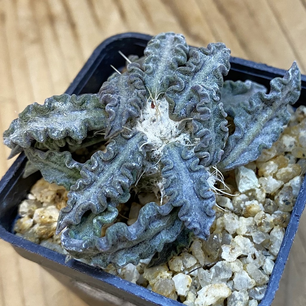 SH37879 Euphorbia tulearensis hybrid