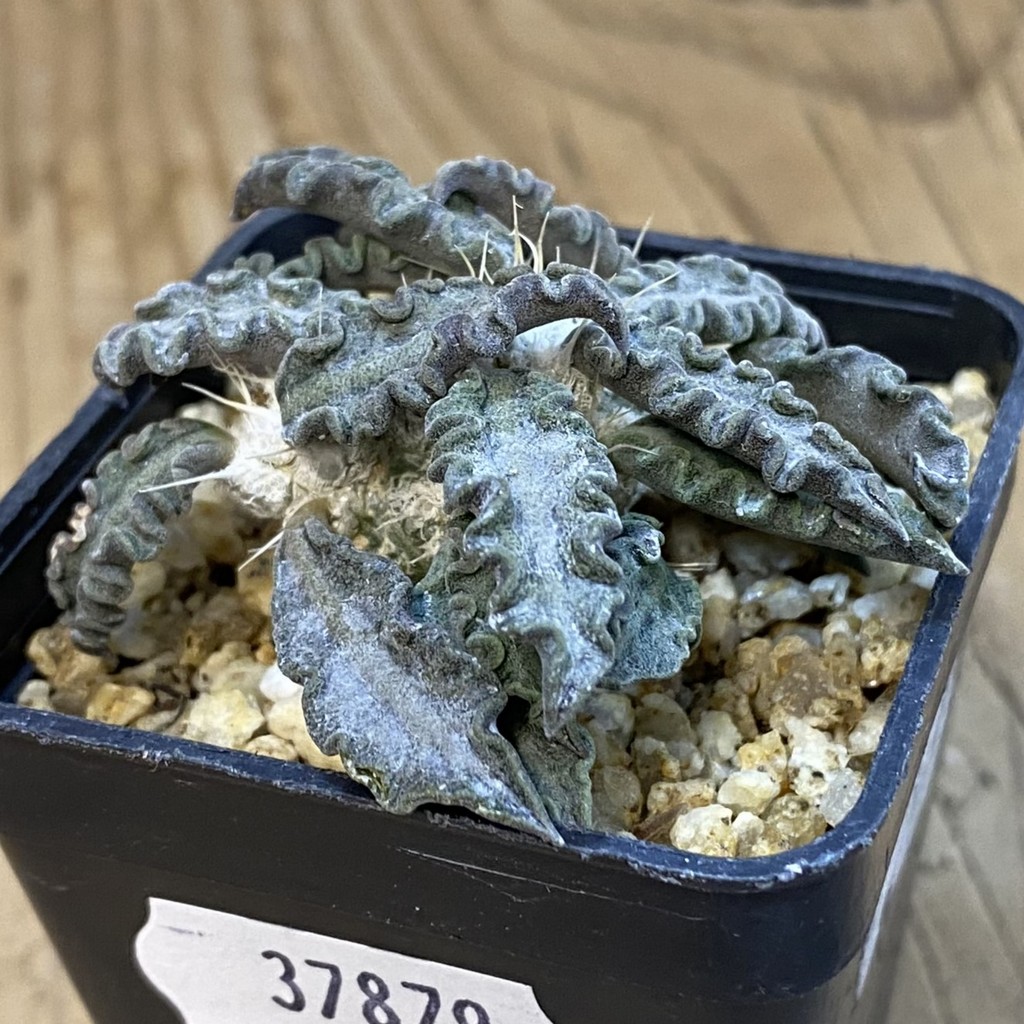 SH37879 Euphorbia tulearensis hybrid - Image 2