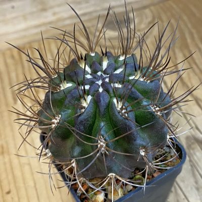 SH37880 Eriosyce taltalensis