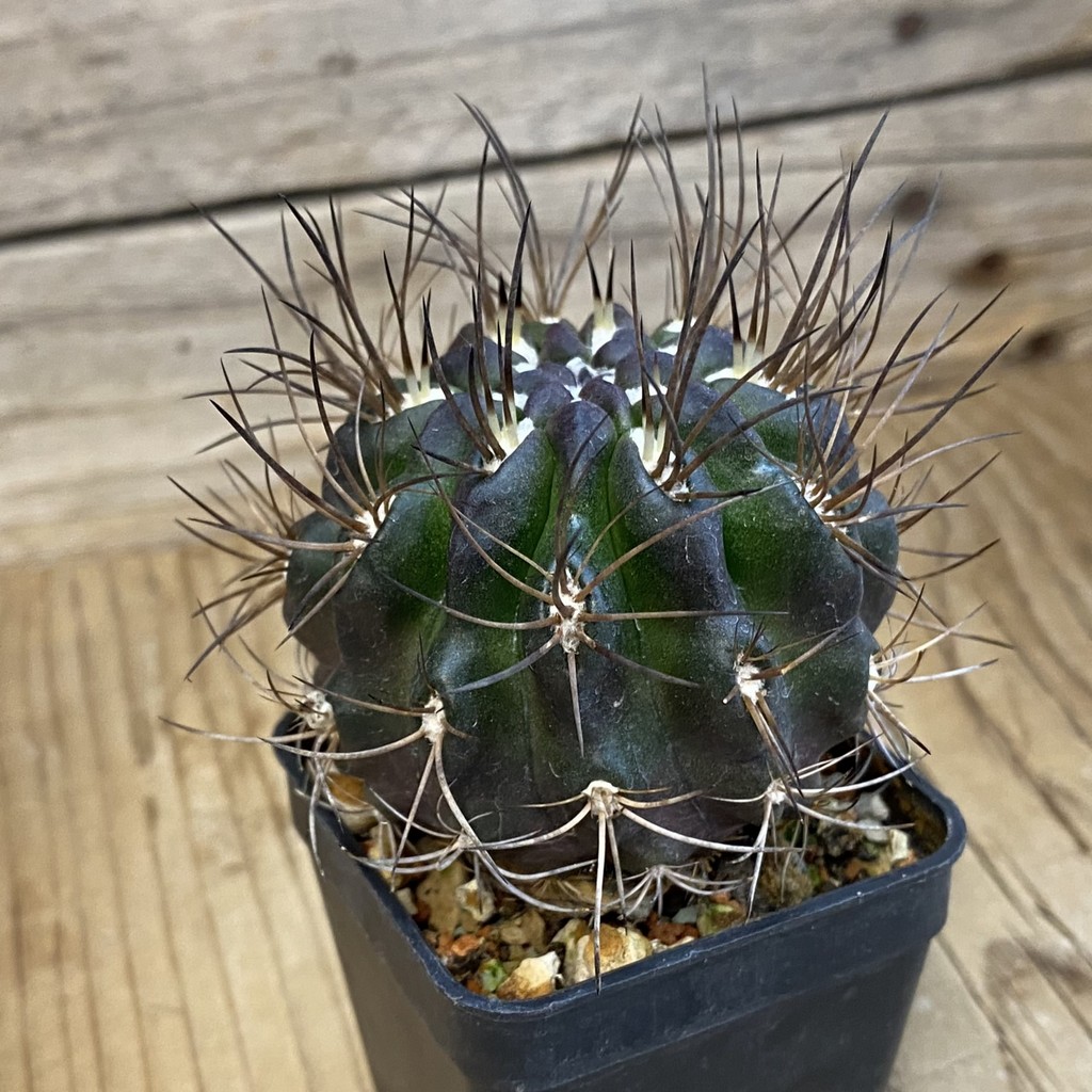 SH37880 Eriosyce taltalensis - Image 2