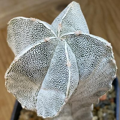 SH37803 Astrophytum myriostigma 'Onzuka' hybrid, 8 years old