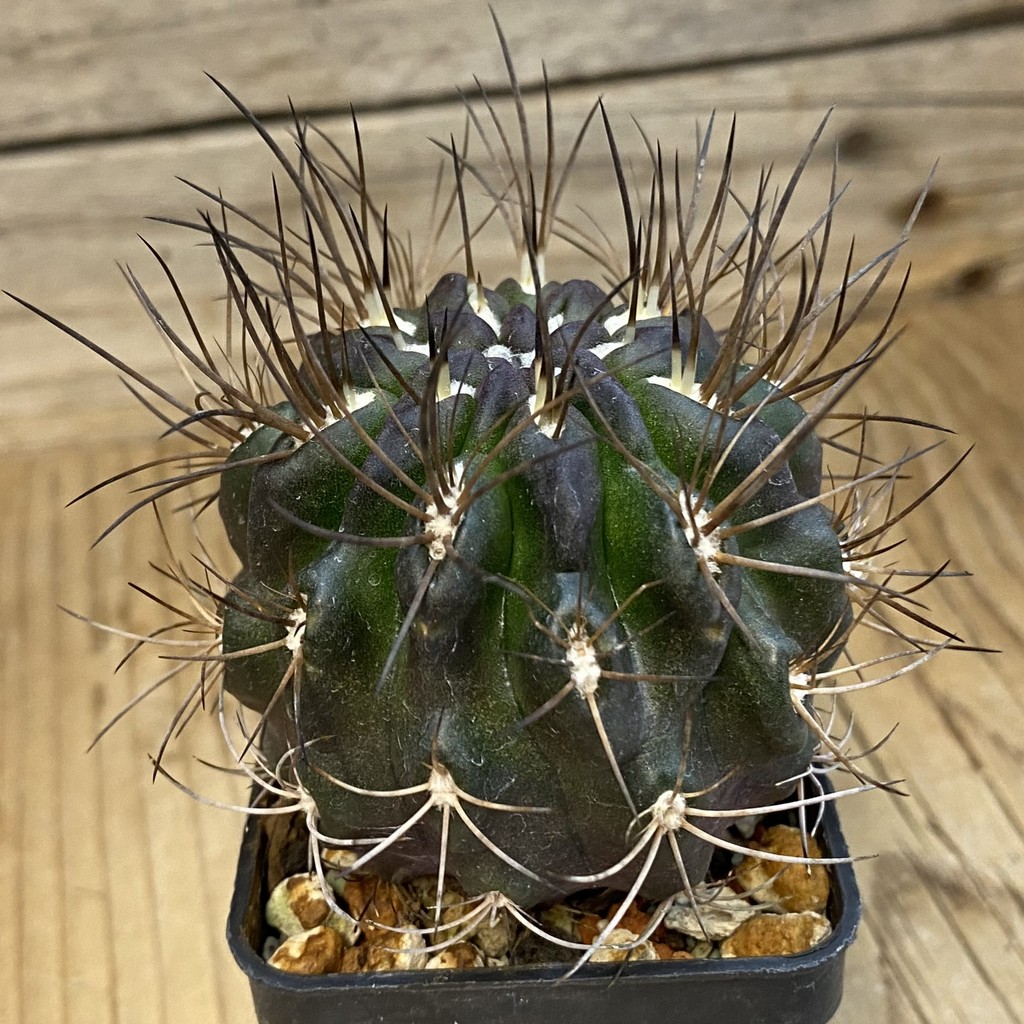 SH37880 Eriosyce taltalensis - Image 3