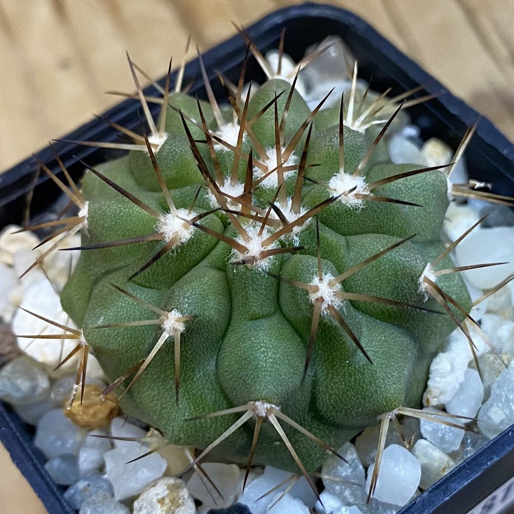SH37881 Copiapoa cinerea, seedling