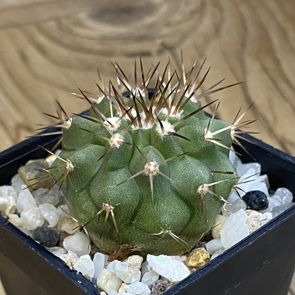 SH37881 Copiapoa cinerea, seedling - Image 2