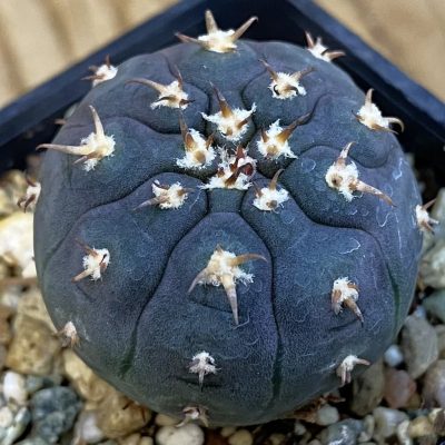 SH37883 Gymnocalycium spegazzinii v. unguispinum