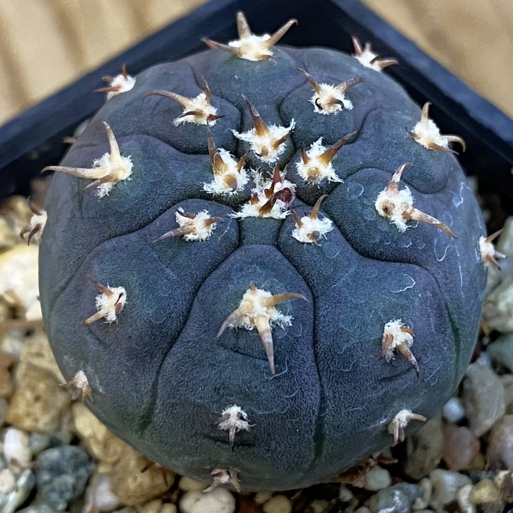 SH37883 Gymnocalycium spegazzinii v. unguispinum