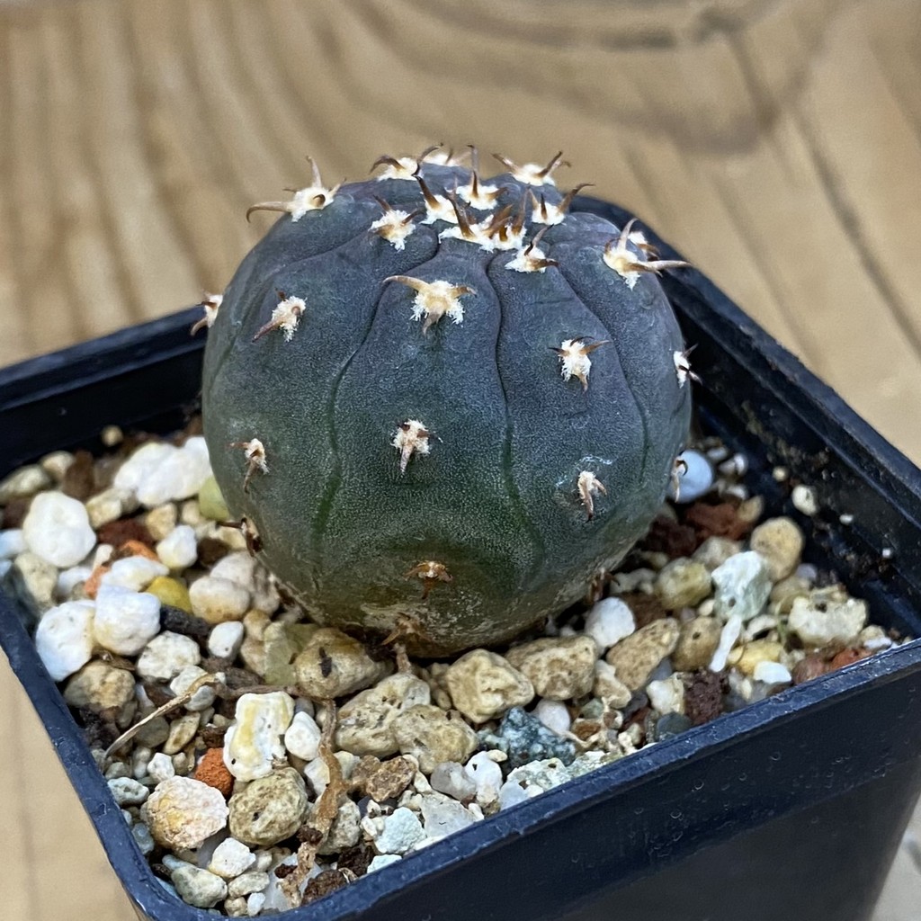 SH37883 Gymnocalycium spegazzinii v. unguispinum - Image 2