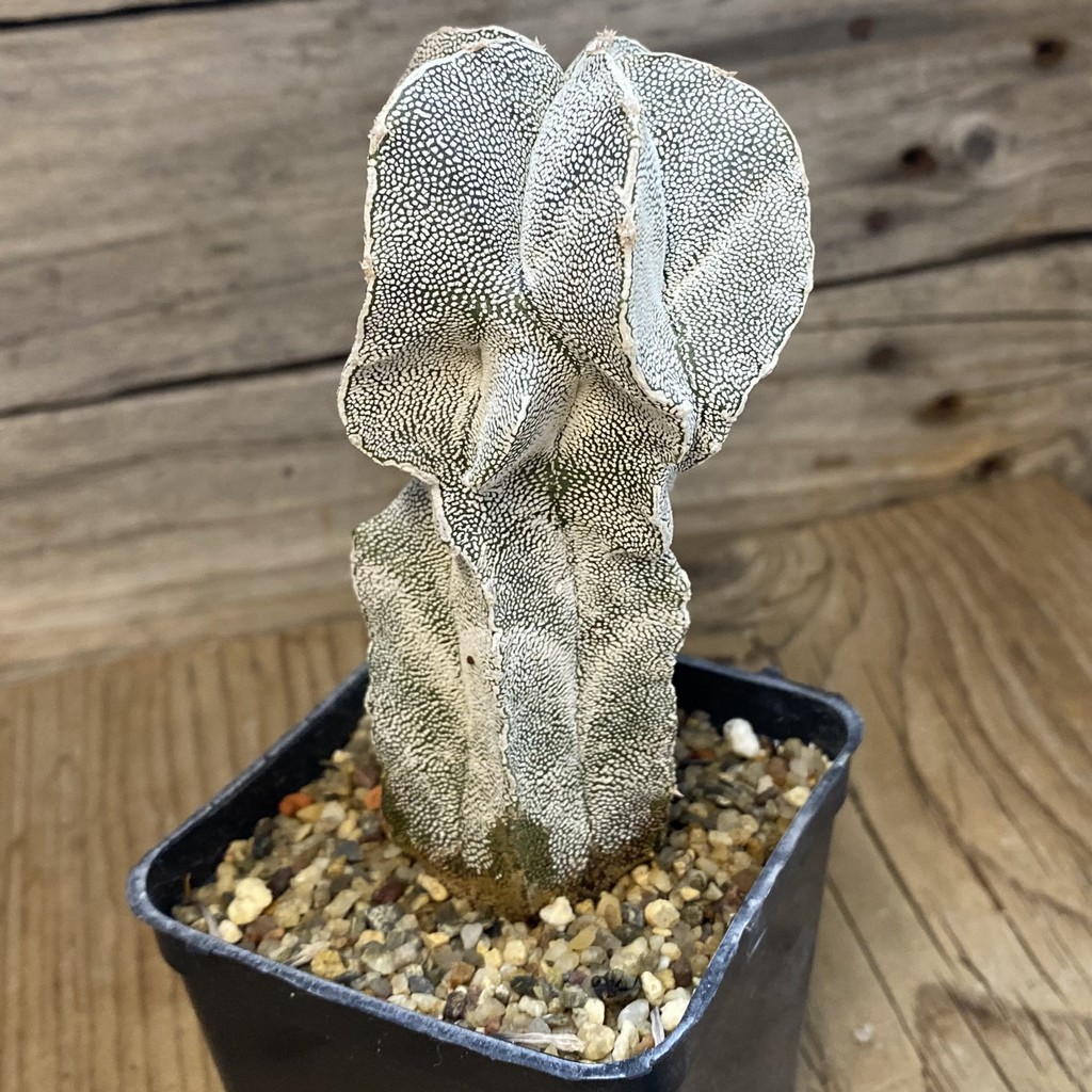 SH37803 Astrophytum myriostigma 'Onzuka' hybrid, 8 years old - Image 2