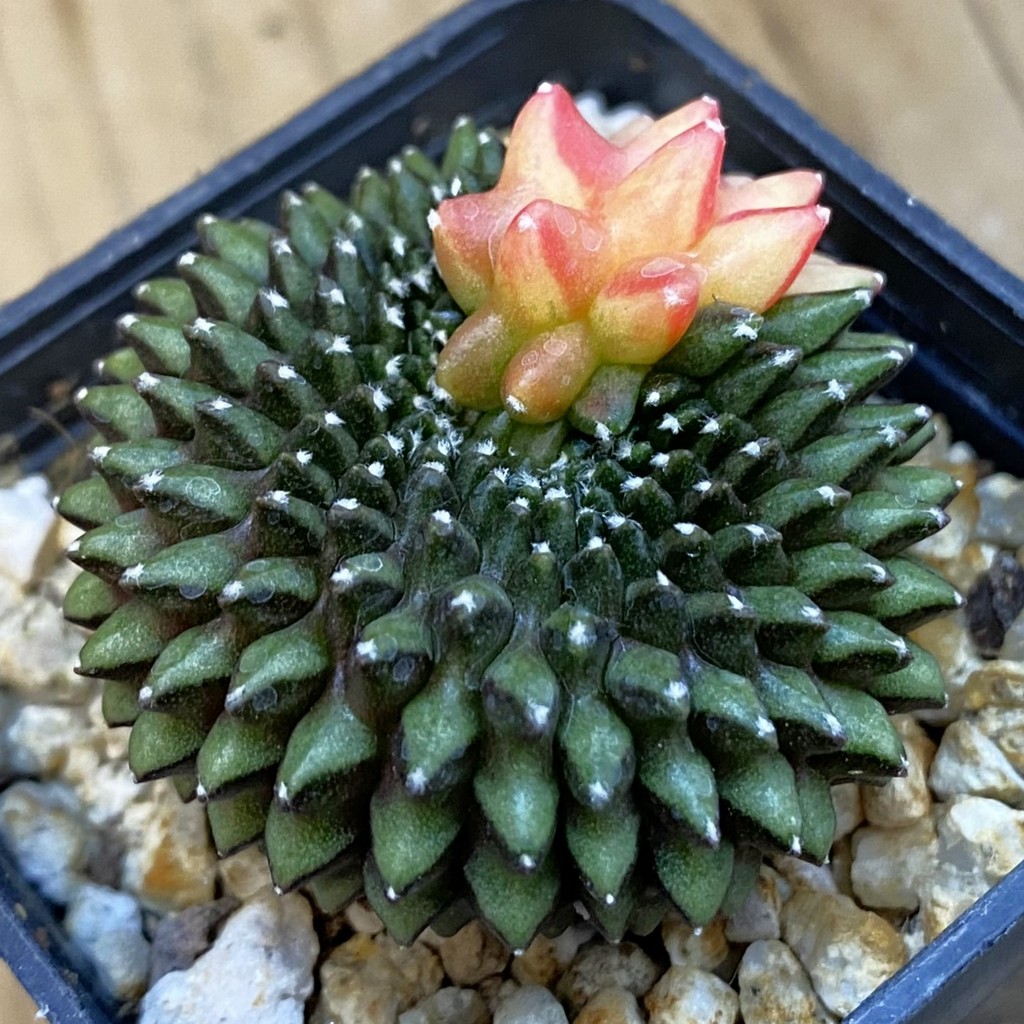SH37884 Gymnocalycium mihanovichii ‘inermis’ f. variegata - Image 2