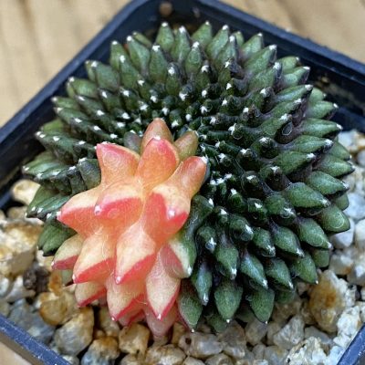 SH37884 Gymnocalycium mihanovichii ‘inermis’ f. variegata
