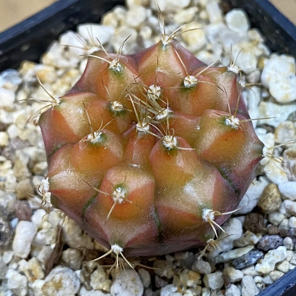 SH37885 Gymnocalycium mihanovichii ‘Neon’ hybrid