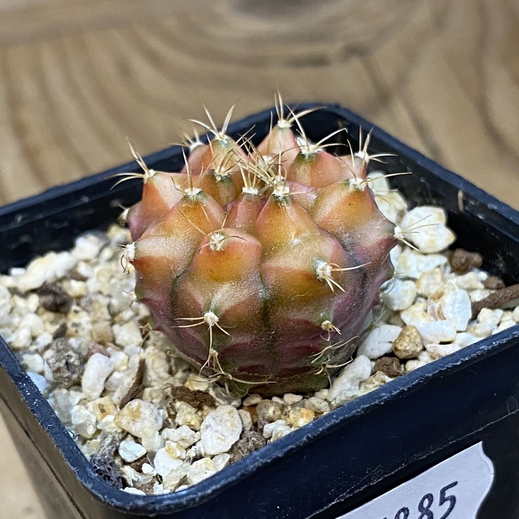 SH37885 Gymnocalycium mihanovichii ‘Neon’ hybrid - Image 2