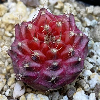 SH37886 Gymnocalycium mihanovichii ‘Neon’ hybrid