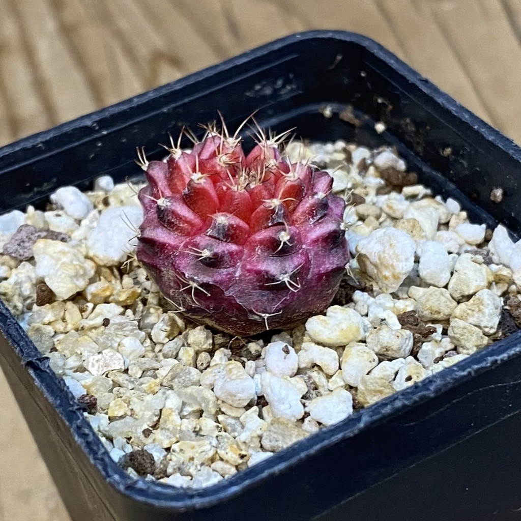 SH37886 Gymnocalycium mihanovichii ‘Neon’ hybrid - Image 2