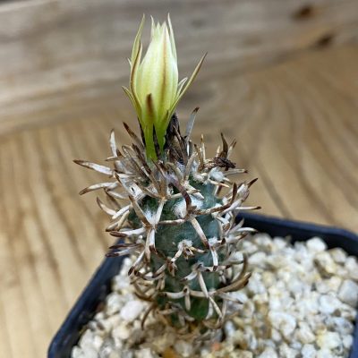 SH37887 Turbinicarpus flaviflorus VM 1016