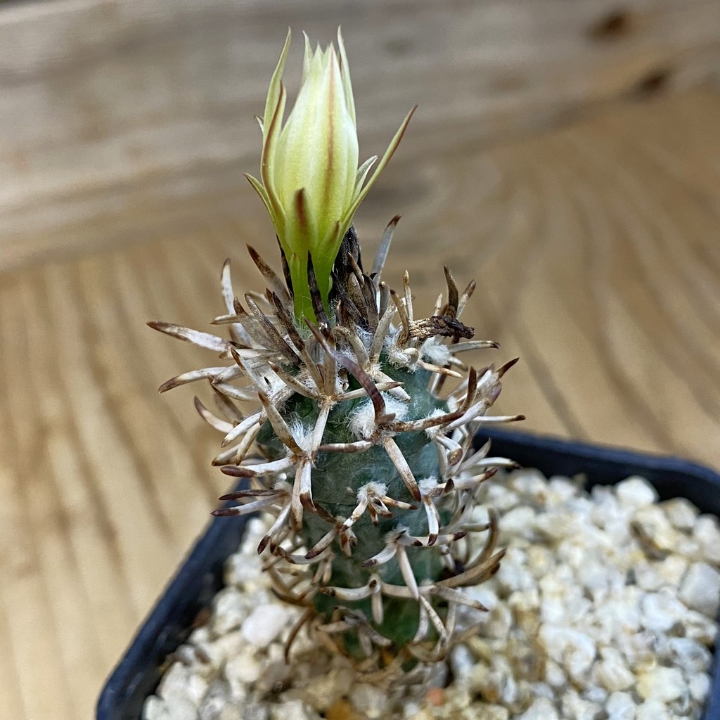 SH37887 Turbinicarpus flaviflorus VM 1016