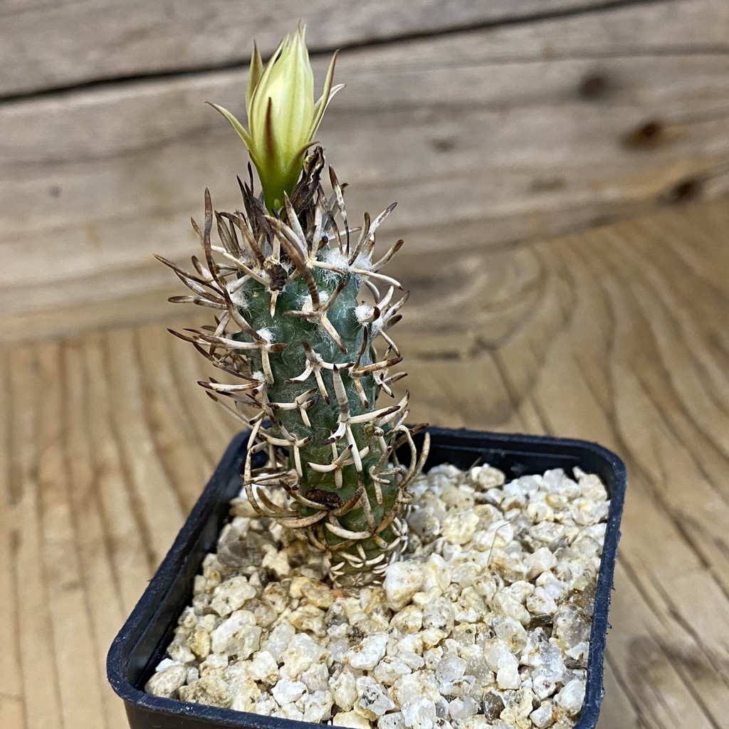 SH37887 Turbinicarpus flaviflorus VM 1016 - Image 2