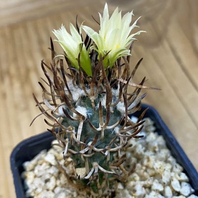SH37888 Turbinicarpus flaviflorus VM 1016