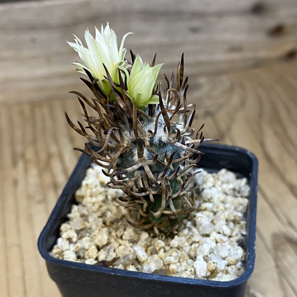 SH37888 Turbinicarpus flaviflorus VM 1016 - Image 2