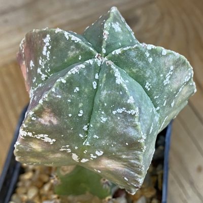 SH37804 Astrophytum myriostigma ‘Kikko’, grafted