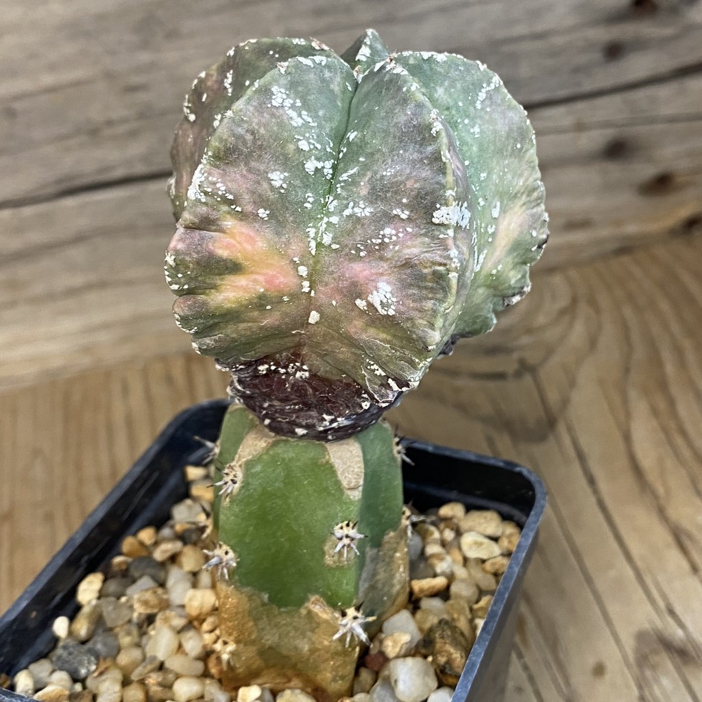 SH37804 Astrophytum myriostigma ‘Kikko’, grafted - Image 2