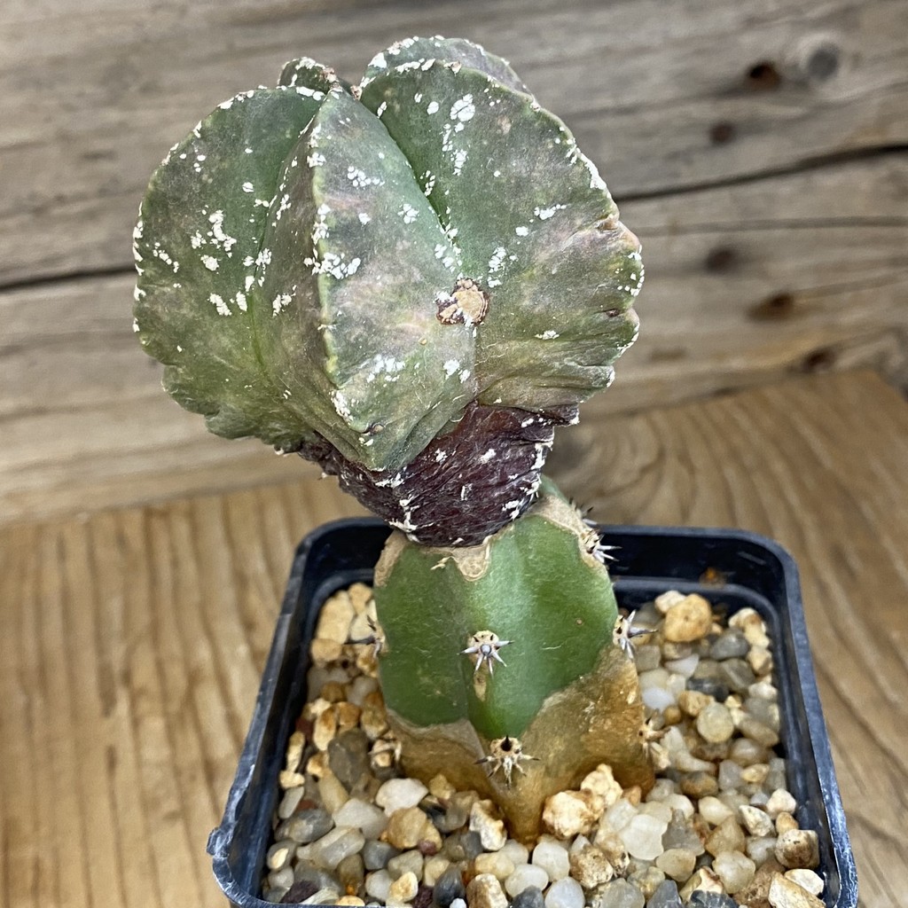 SH37804 Astrophytum myriostigma ‘Kikko’, grafted - Image 3