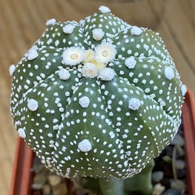 SH37806 Astrophytum asterias hybrid, grafted