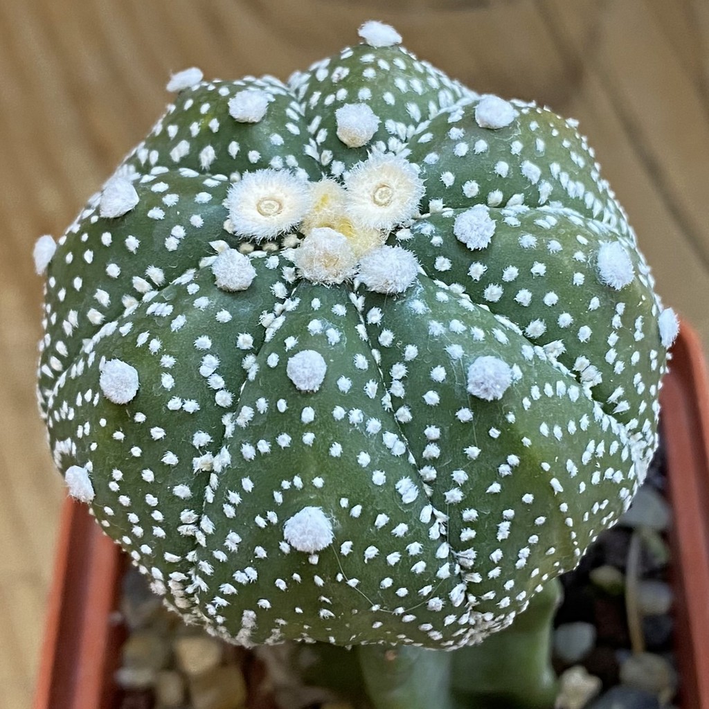 SH37806 Astrophytum asterias hybrid, grafted