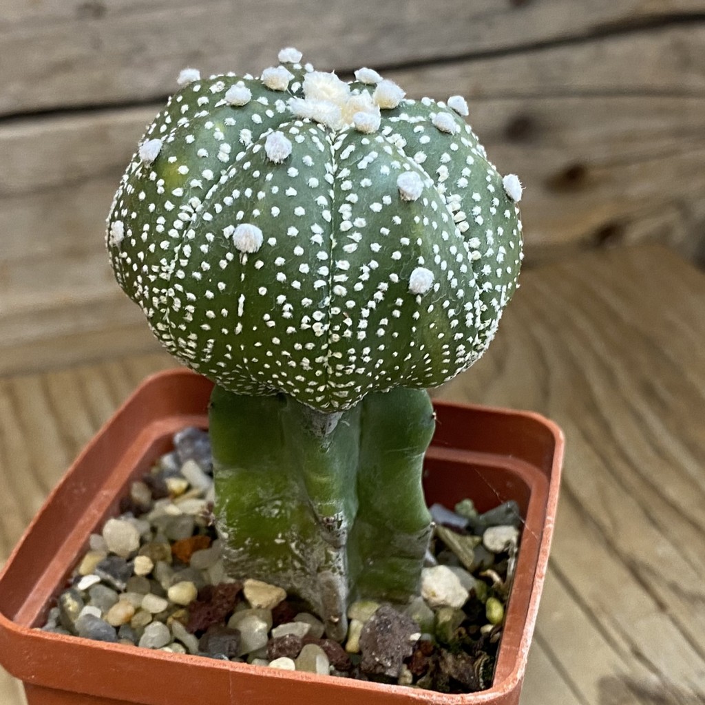 SH37806 Astrophytum asterias hybrid, grafted - Image 2
